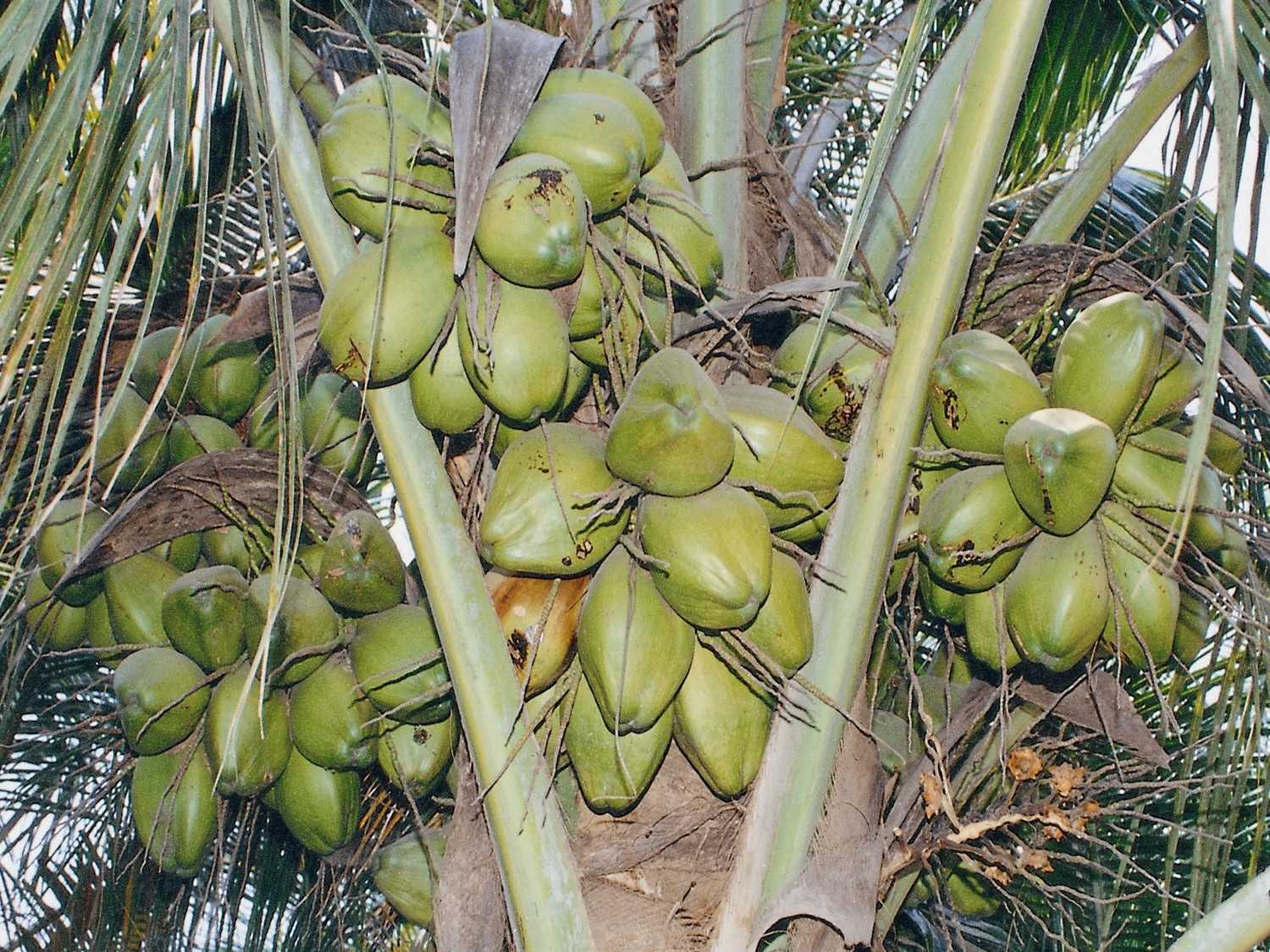 Coconut Production in three years from Waste Land