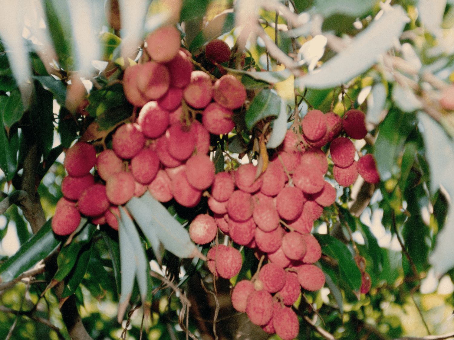 Lychee Production in Three Years