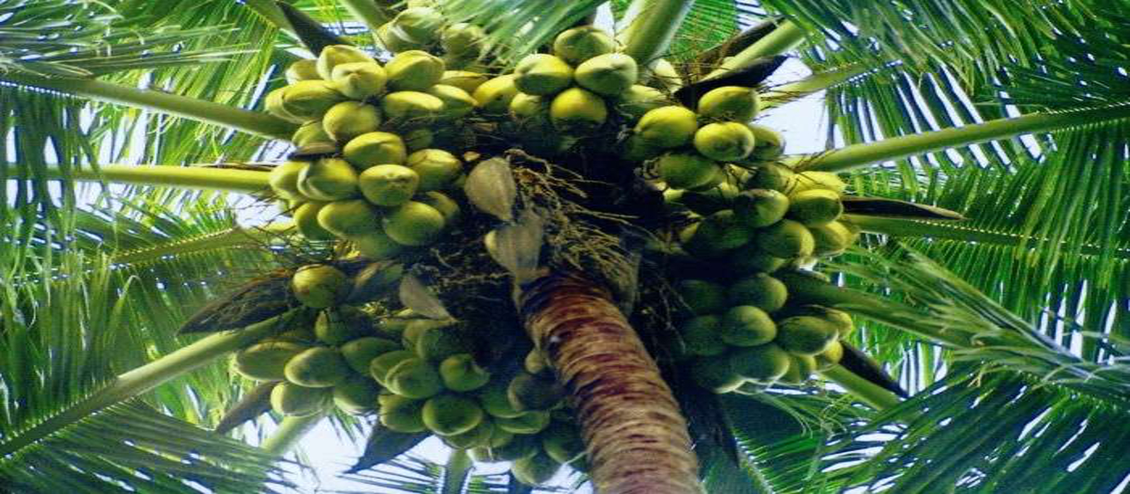 World highest Cocunut Production