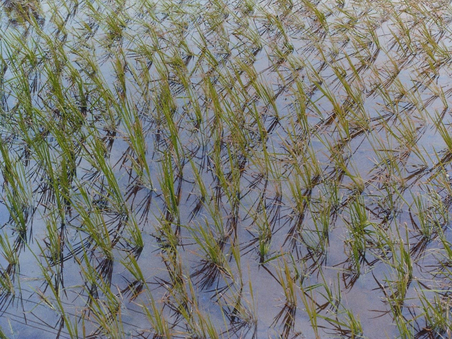 Natural way paddy plantation 