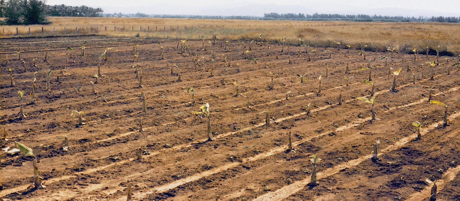 Paddy Plantation